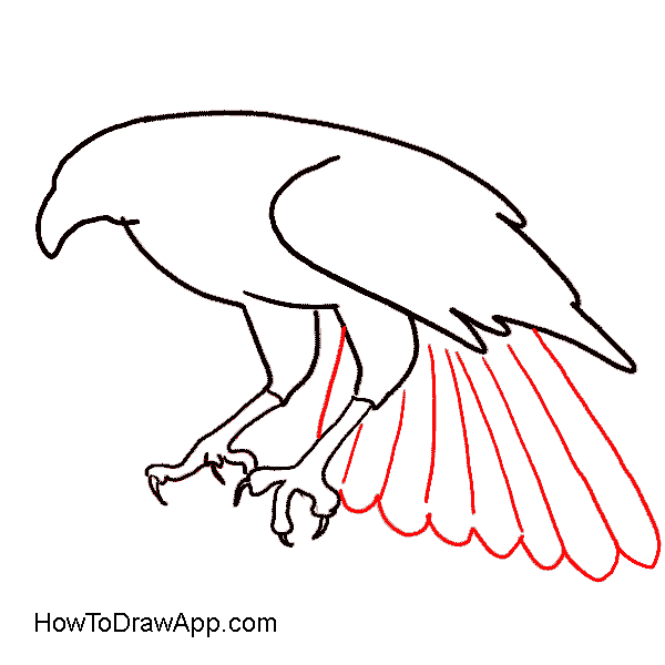 Птица орёл: как выглядит и чем питается