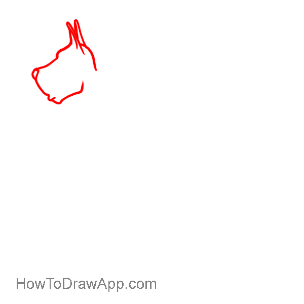 How to draw a Doberman 02