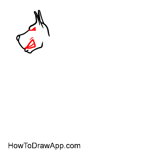 How to draw a Doberman 03