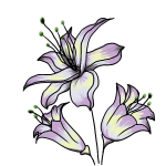 How to draw a lily flower easy